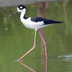 Female. Note: slightly brownish back. Female. Note: slightly brownish back.